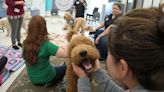 Bay Area teachers reducing stress with 'Hug-A-Dog' program