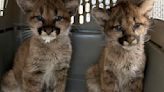Orphaned sister mountain lions find home in Oakland Zoo after mother is killed by a car
