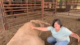 How Wichita native found passion at age 57 to breed world-class bulls for PBR tours