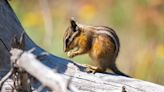The 9 Most Effective Ways to Rid Your Yard of Chipmunks