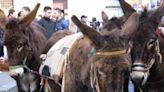Salvados 57 burros gracias a un suscripción popular que recaudó 56.000 euros en Italia