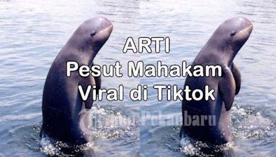 Apa Nama Lain Dari Pesut Mahakam Viral di Tiktok? Ini Arti Kata Pesut Mahakam