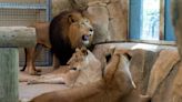 Three South African lions arrive at Potawatomi Zoo in South Bend