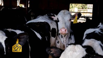 EUA confirmam 3º caso de gripe aviária em humano após contato com vaca leiteira