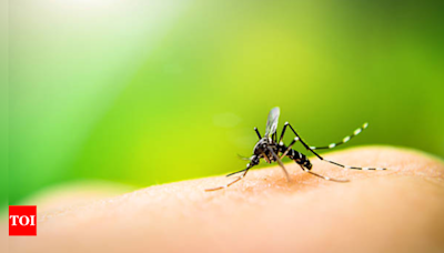 What are the initial signs of Zika and Dengue? - Times of India