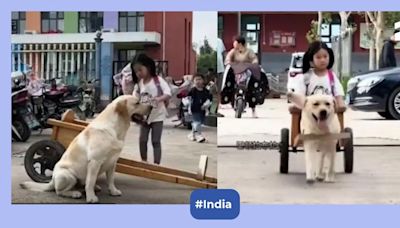 Watch: Dog safely drives a cute little girl home on a cart, becoming her trusted chauffeur