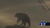 Rare bear sighting in Monterey has some on edge