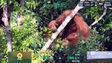 Cómo las cámaras térmicas y la IA de los drones ayudan a actualizar el censo de los orangutanes en Borneo