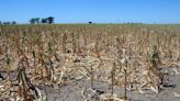 Alerta en el campo: anticipan una nueva sequía por el regreso del fenómeno La Niña