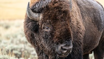 Parents risk kids' lives for photos with angry bison at Yellowstone National Park