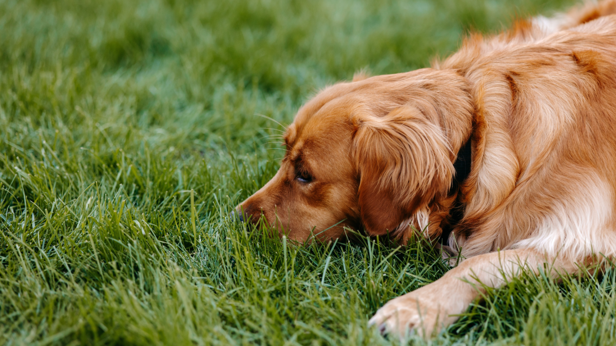 Golden Retriever's Annoyed Face Over Newborn Baby Crying Is Every Parent