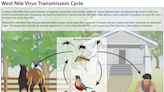 1st West Nile virus of 2022 in WA found in Tri-Cities. What it means for you