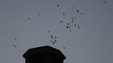 See a swoop of swifts? Here's why a group of birders is trying to count them all