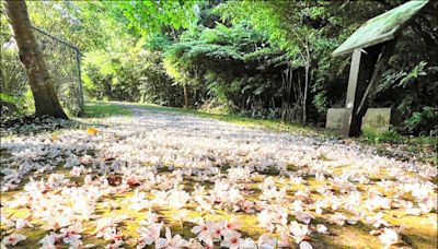 石碇桐花祭 淡蘭吊橋整修展新貌