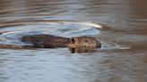 No longer considered predators, Oregon beavers get new protections from state