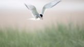 Anxious wait to see how Arctic terns fare at colony struck by bird flu in 2023