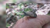 WV Dept. of Agriculture seeks public help eradicating spotted lanternfly