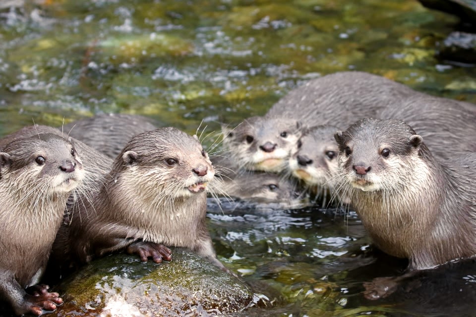 Child pulled underwater in Washington river otter attack