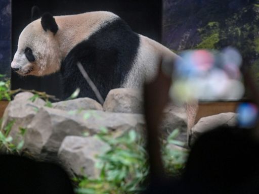 Thousands bid farewell to Tokyo zoo pandas before return to China