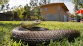 La advertencia de los expertos sobre las serpientes en Texas: 5 tips para que no entren en tu casa