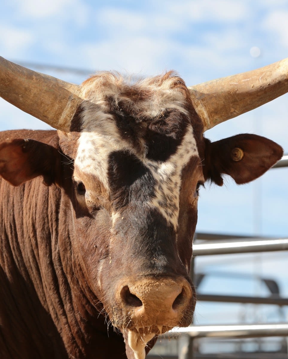 Legendary Bucking Bull Hailed 'Greatest of All Time' Passes