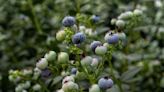 The 9 Best Companion Plants For Blueberries (And Those To Avoid)