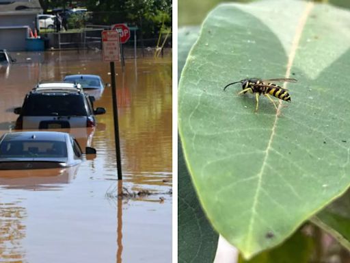 North Carolina Distributes EpiPens As Yellow Jackets, Bees Swarm After Helene Flooding; Know The Side Effects of Stings