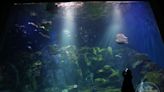 【秋田最美風景3】大白熊、海獅、企鵝都上場 「男鹿水族館GAO」全明星陣容攻佔人心