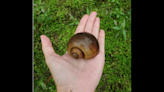 Toxic invasive snails that grow to 6 inches found breeding along North Carolina river