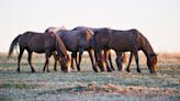 Wild horses allowed to remain at N.D. national park