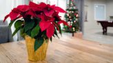 How To Keep a Poinsettia Alive and Thriving for Months + Tips For Other Holiday Plants
