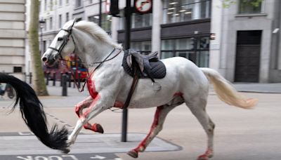 London horses – live: Army issues fresh update on injured Household Cavalry horses