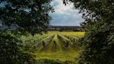 Why climate change could be good news for UK wine