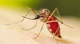 Honduras declares health emergency as Central America starts peak dengue season - ABC17NEWS