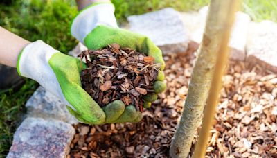 Gardener's notebook: Weeds, watering and a washout — how to prepare your garden for a strange summer