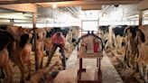 How bird flu virus fragments get into milk sold in stores and what it means | News, Sports, Jobs - Times Republican