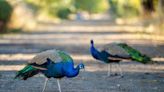 Feral peacocks in Sacramento? Turkeys aren’t the only big birds strutting around