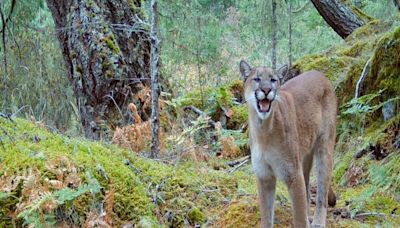 Increased cougar attacks in Metchosin sparks letter to Province