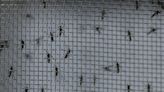 América podría enfrentar otro récord en casos de dengue en 2024, advierte la OPS