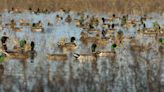 Proposed Rule Could Curb Predator Control and Planting Grains for Waterfowl in Refuges. Hunting Orgs Now Wonder, Is USFWS...