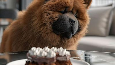 ¿Qué pasa si su perro come un pedazo de pastel de chocolate? Así puede reaccionar