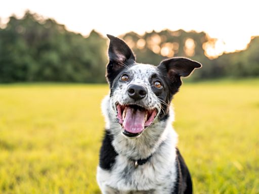 Paws of War Sends Adorable Therapy Dogs To Camp For People with Special Needs