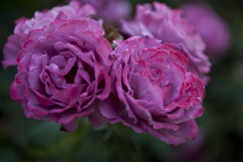 angel-face-floribunda-rose_medium.jpg