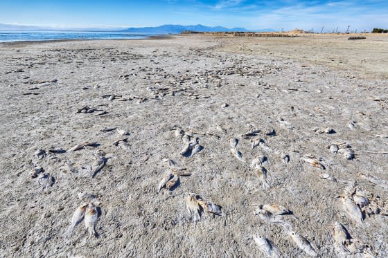 The Salton Sea