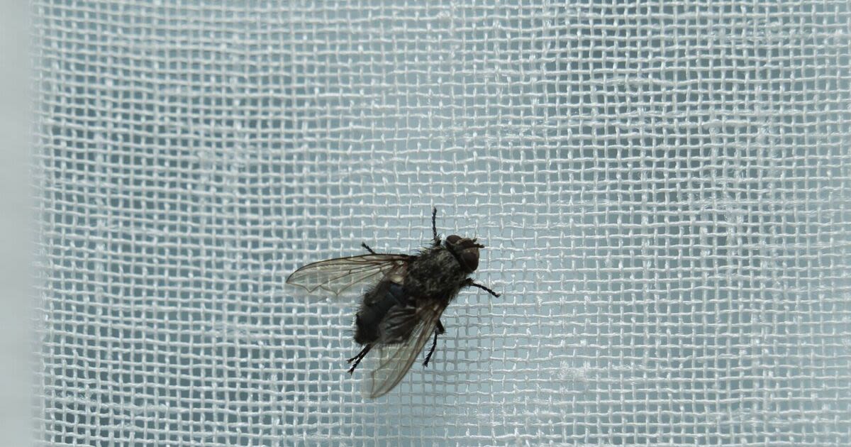 Five top tips to keep disease-carrying flies out of our homes this summer