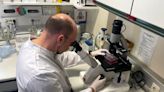 WHO稱猴痘疫情可控 德國訂4萬劑疫苗防範