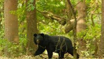 Man injured in Ganderbal bear attack