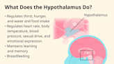 What to Know About the Hypothalamus