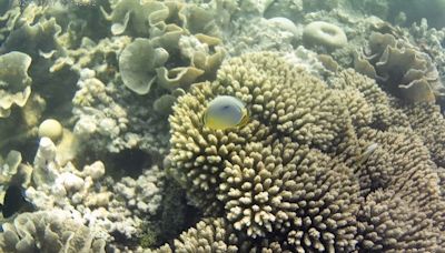 Corales peligrosamente empalidecidos
