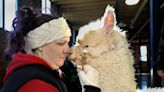 Owner's take on alpacas? 'You can't resist them'